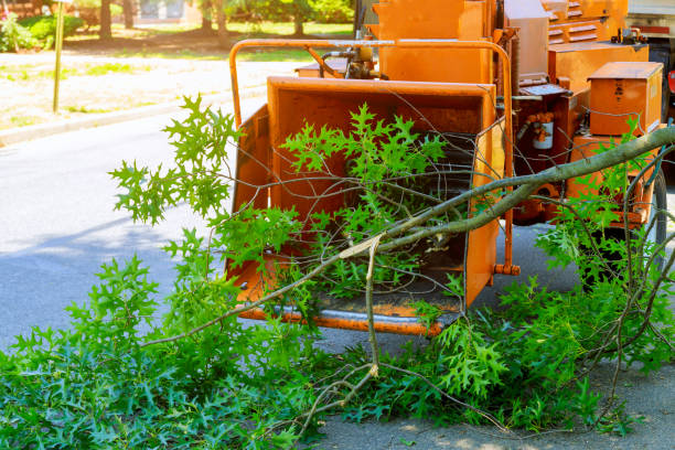 How Our Tree Care Process Works  in  Bogata, TX