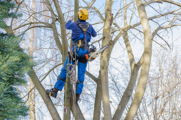 How Our Tree Care Process Works  in  Bogata, TX